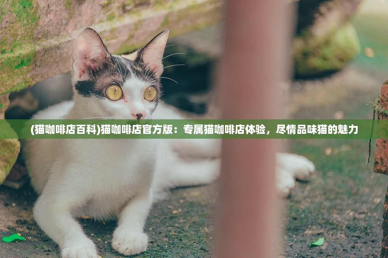 (猫咖啡店百科)猫咖啡店官方版：专属猫咖啡店体验，尽情品味猫的魅力