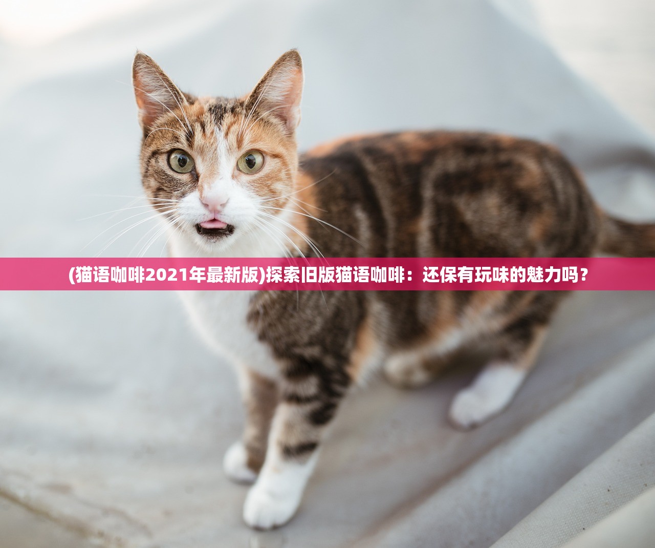 (猫语咖啡2021年最新版)探索旧版猫语咖啡：还保有玩味的魅力吗？