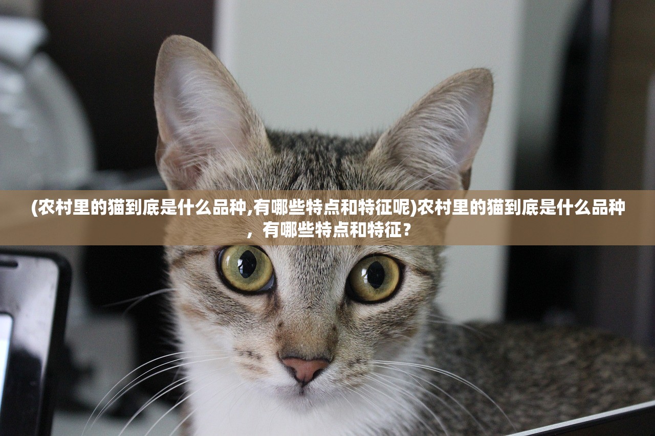 (农村里的猫到底是什么品种,有哪些特点和特征呢)农村里的猫到底是什么品种，有哪些特点和特征？