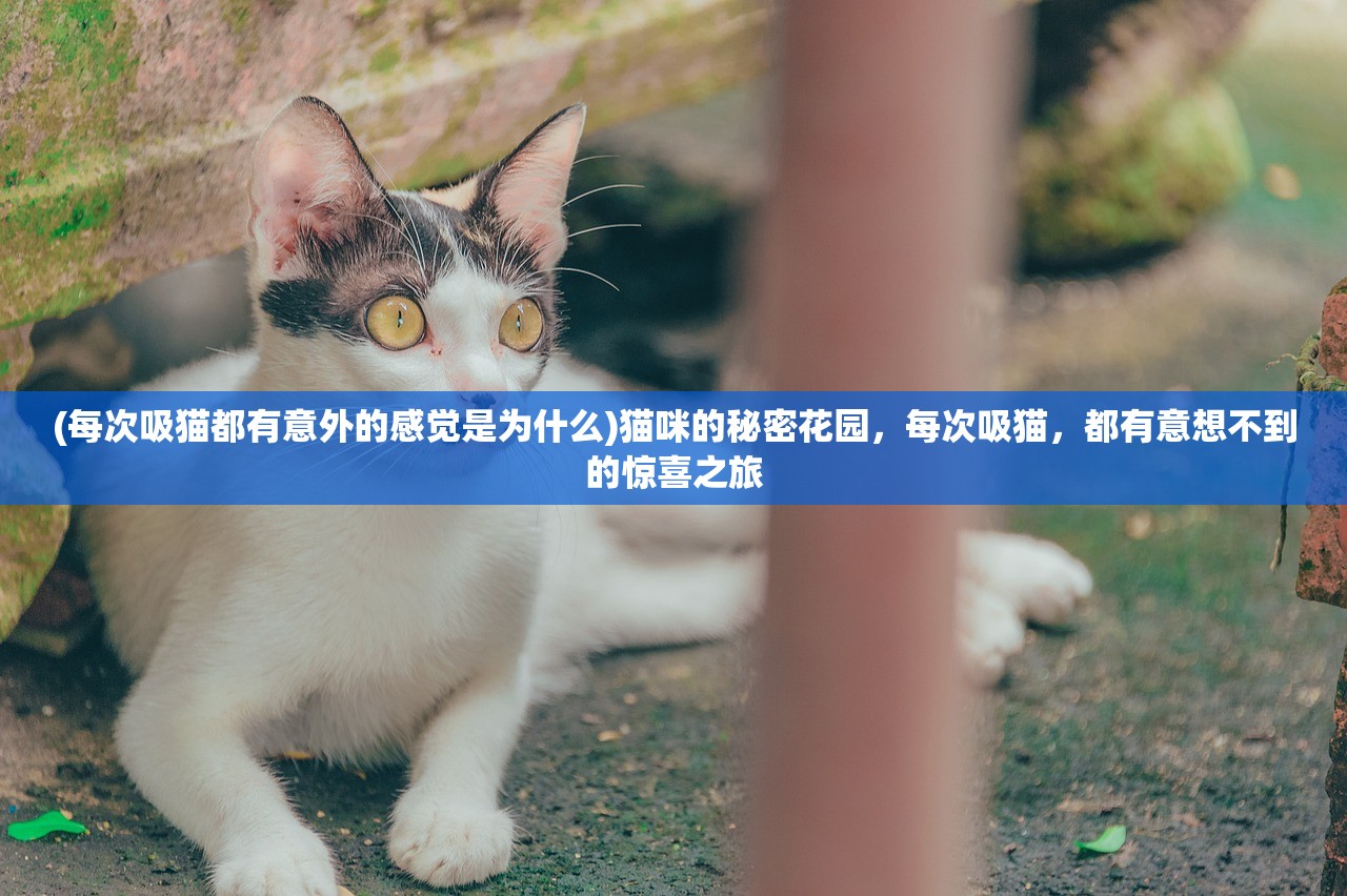 (每次吸猫都有意外的感觉是为什么)猫咪的秘密花园，每次吸猫，都有意想不到的惊喜之旅