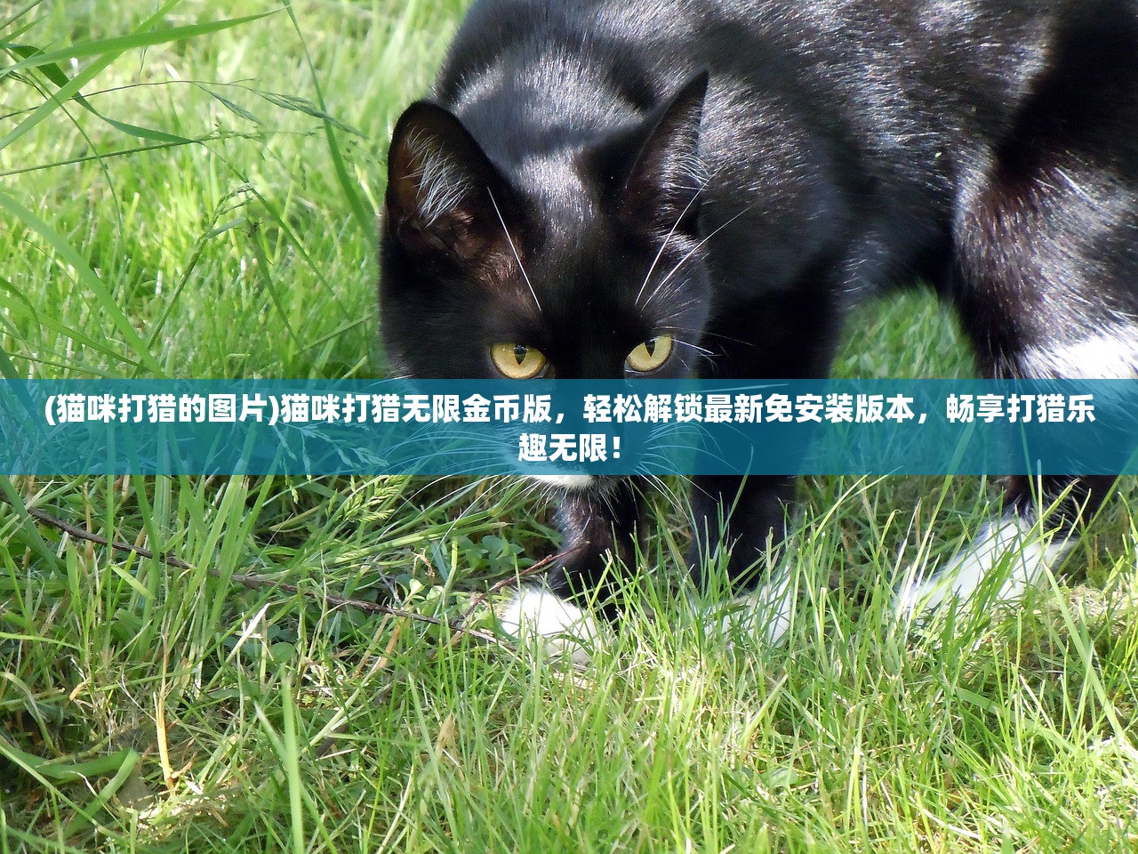 (猫咪打猎的图片)猫咪打猎无限金币版，轻松解锁最新免安装版本，畅享打猎乐趣无限！