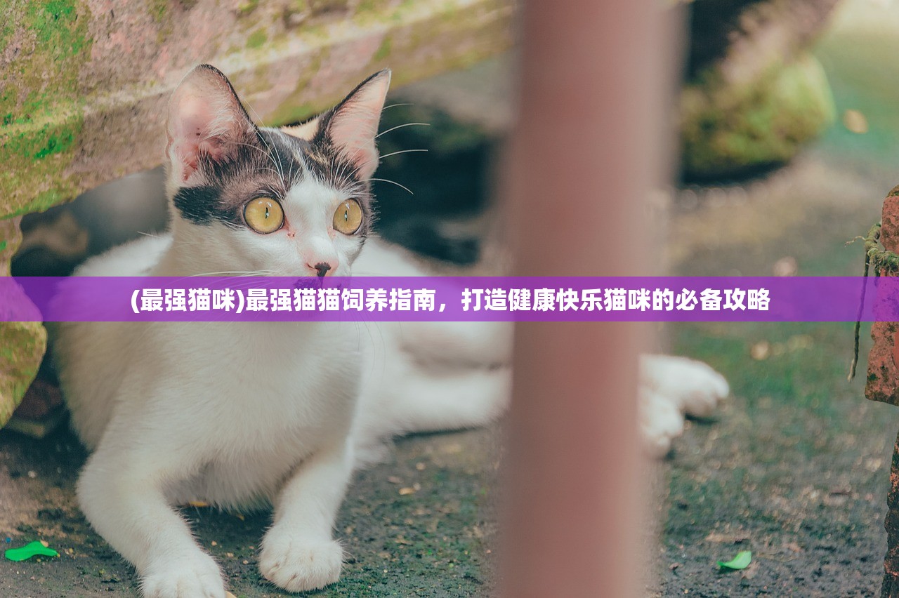 (最强猫咪)最强猫猫饲养指南，打造健康快乐猫咪的必备攻略