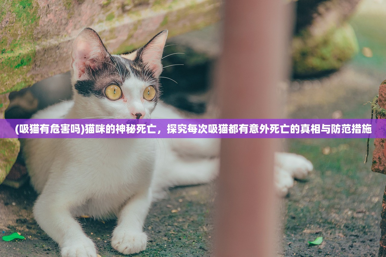 (吸猫有危害吗)猫咪的神秘死亡，探究每次吸猫都有意外死亡的真相与防范措施