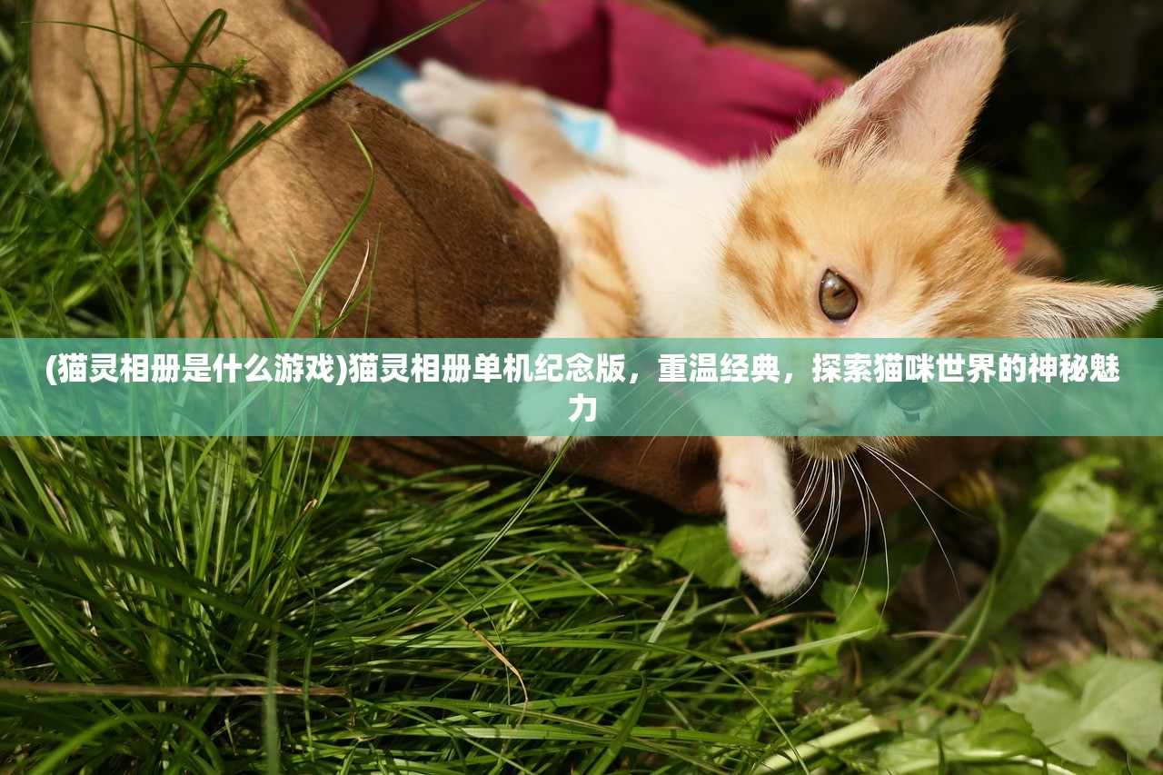 (猫灵相册是什么游戏)猫灵相册单机纪念版，重温经典，探索猫咪世界的神秘魅力