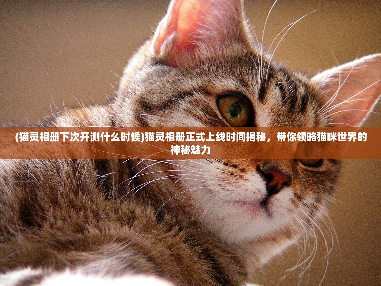 (猫灵相册下次开测什么时候)猫灵相册正式上线时间揭秘，带你领略猫咪世界的神秘魅力